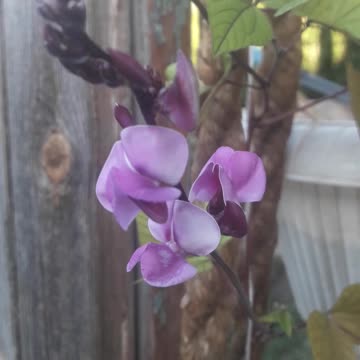 Dolichos is blooming