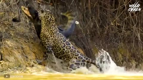 Animal videos