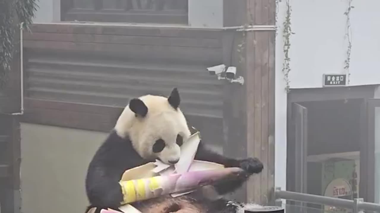 Funny panda