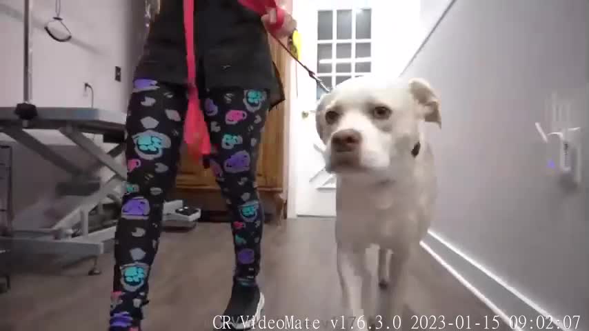 Mauled by a pack of dogs, but that didn't break his spirit