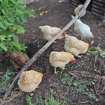 OMC! Chickens sharing a meal and working hard on a pizza crust treat!🐔🐔🐔🥰❤️🍕#chickens #treat #shorts