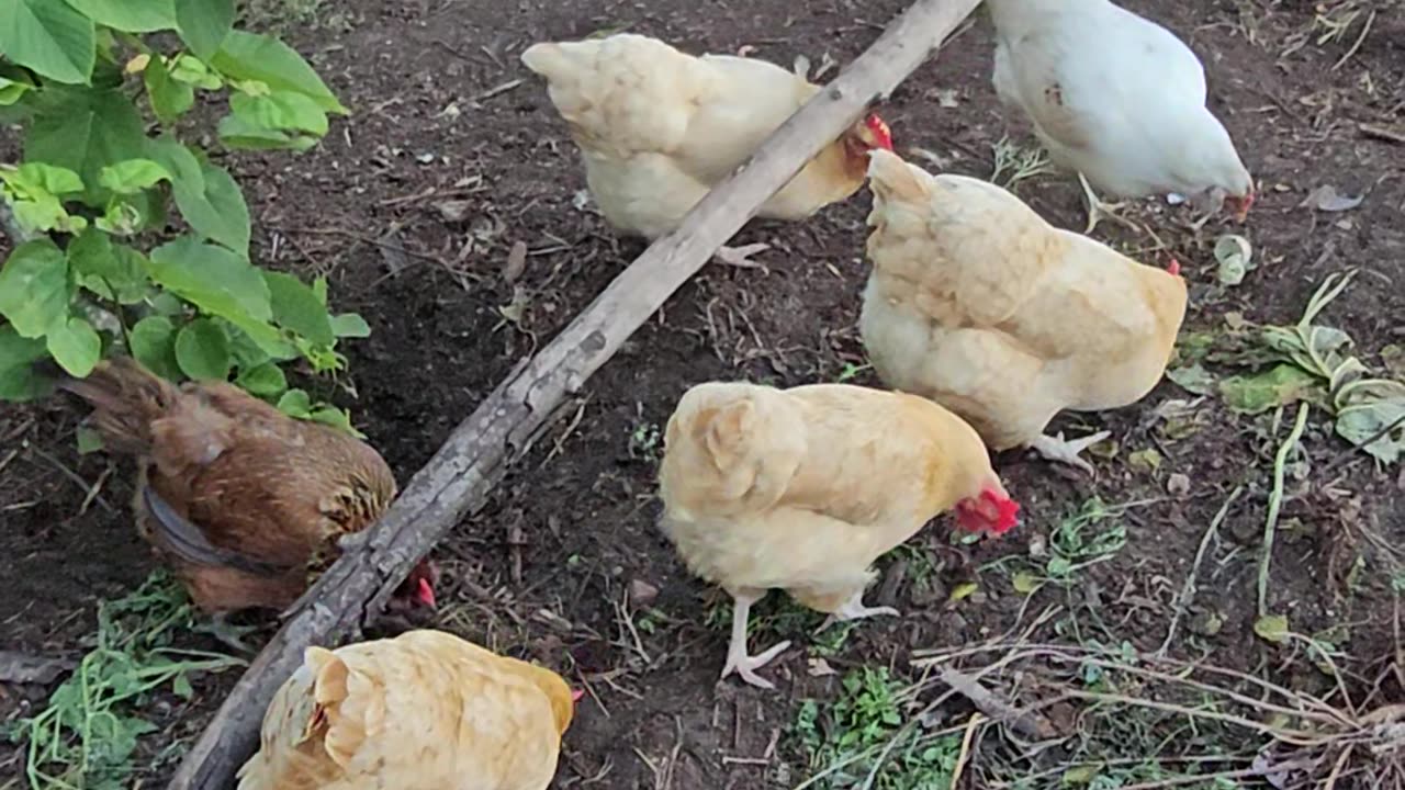 OMC! Chickens sharing a meal and working hard on a pizza crust treat!🐔🐔🐔🥰❤️🍕#chickens #treat #shorts