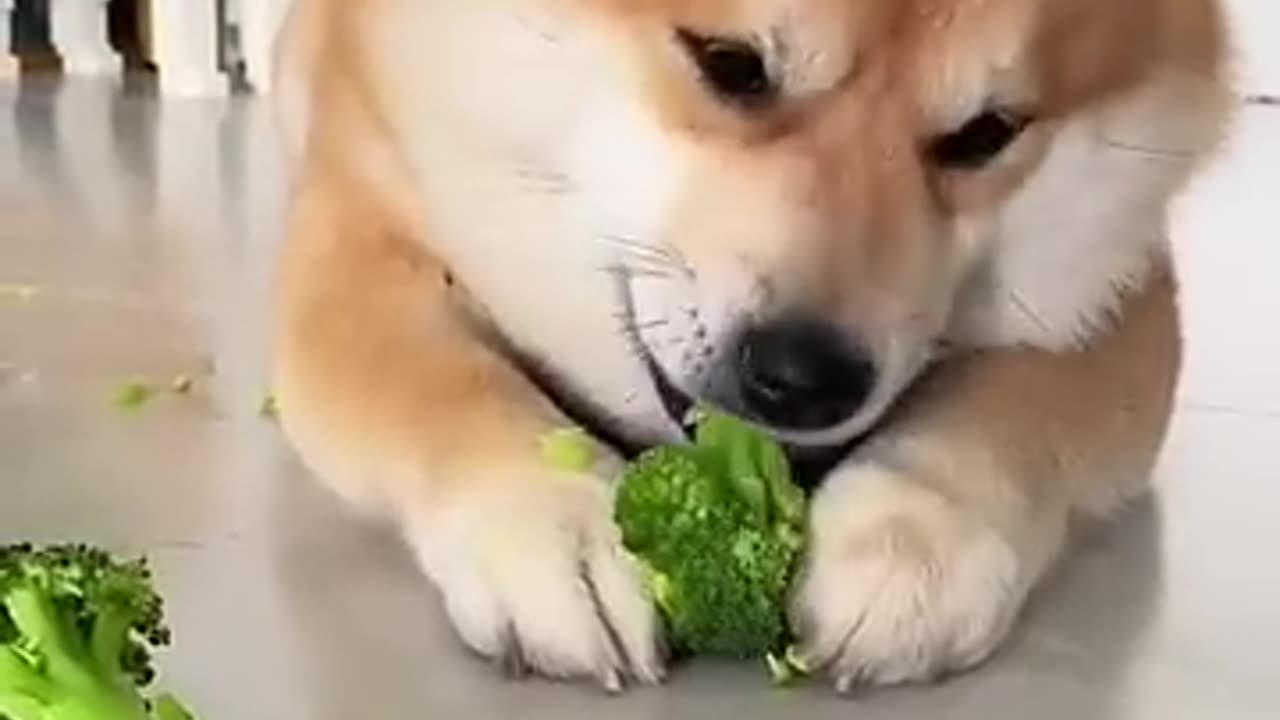 Dog eating broccoli