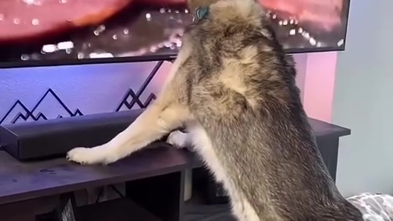 Funny husky🤣🤣🤣