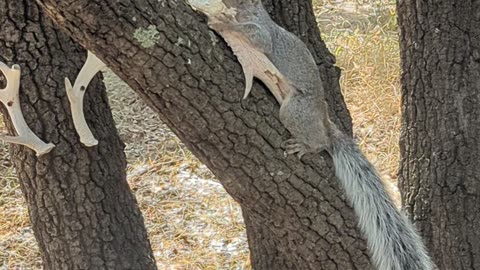 Squirrel Nibbles On Old Deer Antler