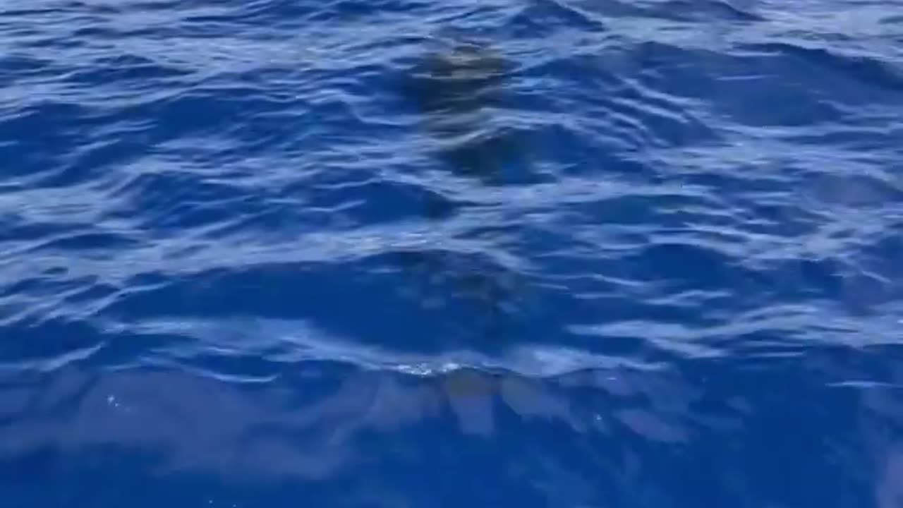 Wildlife