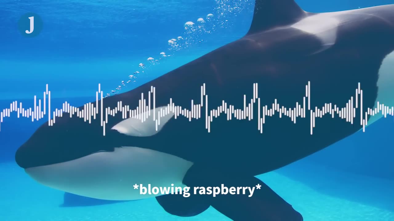 Orca whales can speak