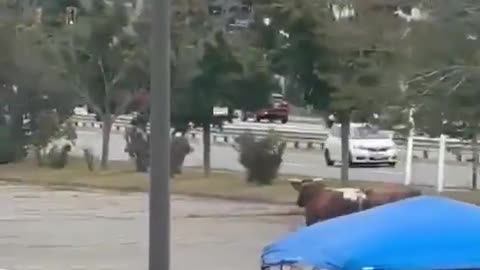 Bulls escape from rodeo in Massachusetts.