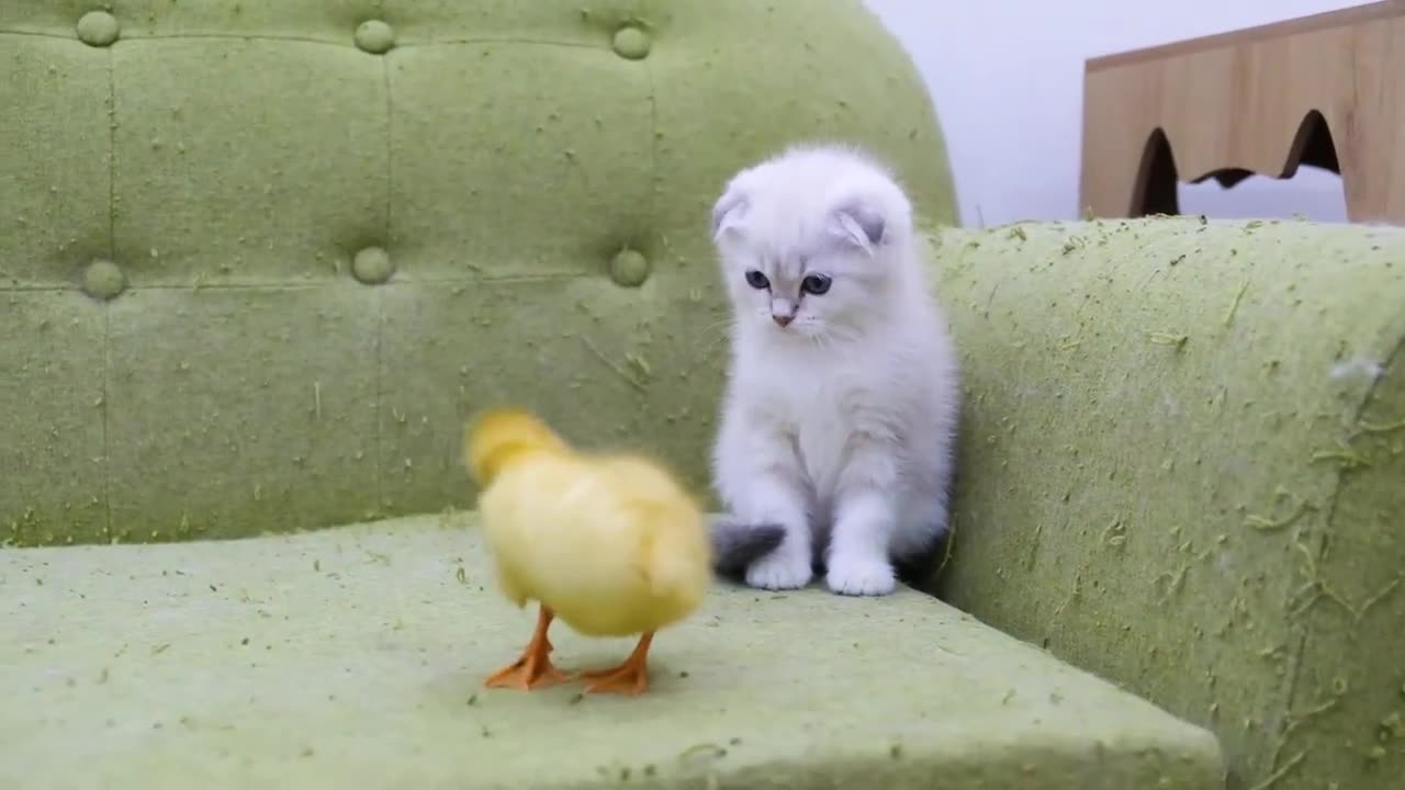 Cute pets playing together 😍 || NatureHere