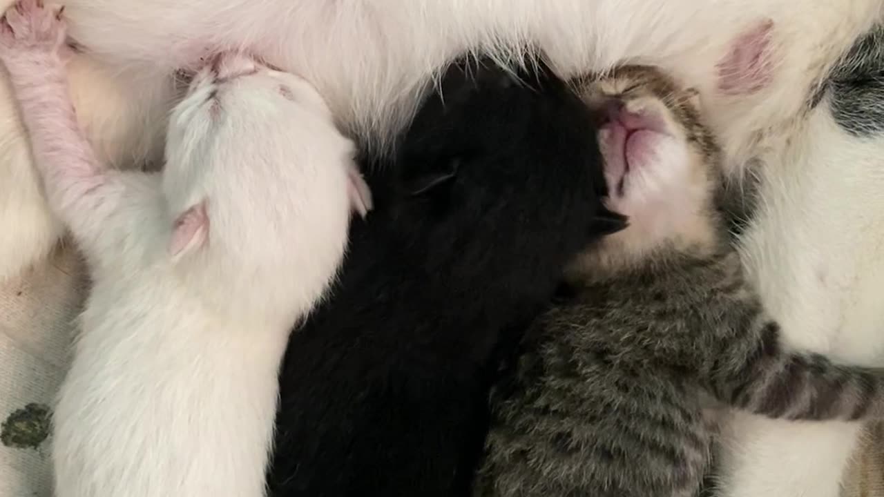 Nursing Kittens Argue Over Milk Supply