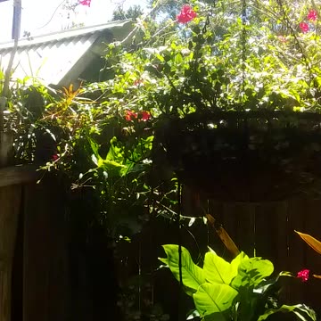 1.10.2024 Out of Control Kuranda (3)