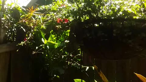 1.10.2024 Out of Control Kuranda (3)