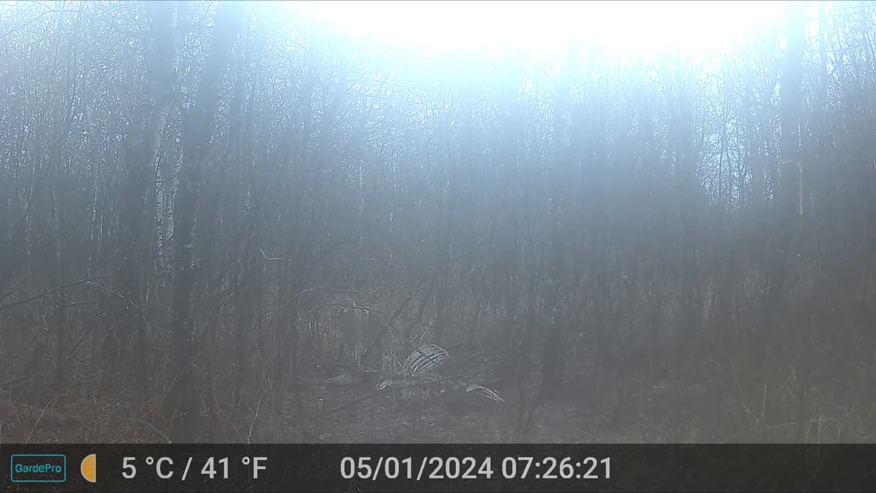 Morning Fog And Yotes