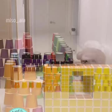 Little Dog 🐕 jump and playing