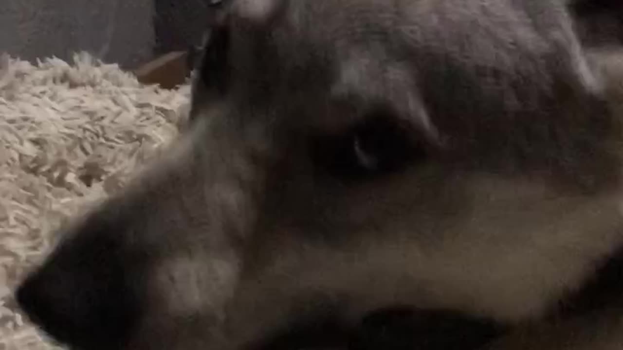 🙏❤🎉🎉🎉🎊🎊🎊️SWEET AND FUNNY ANIMALS SHOTS 🙏❤️❤️🎉🎉🎉🎊🎊🎊