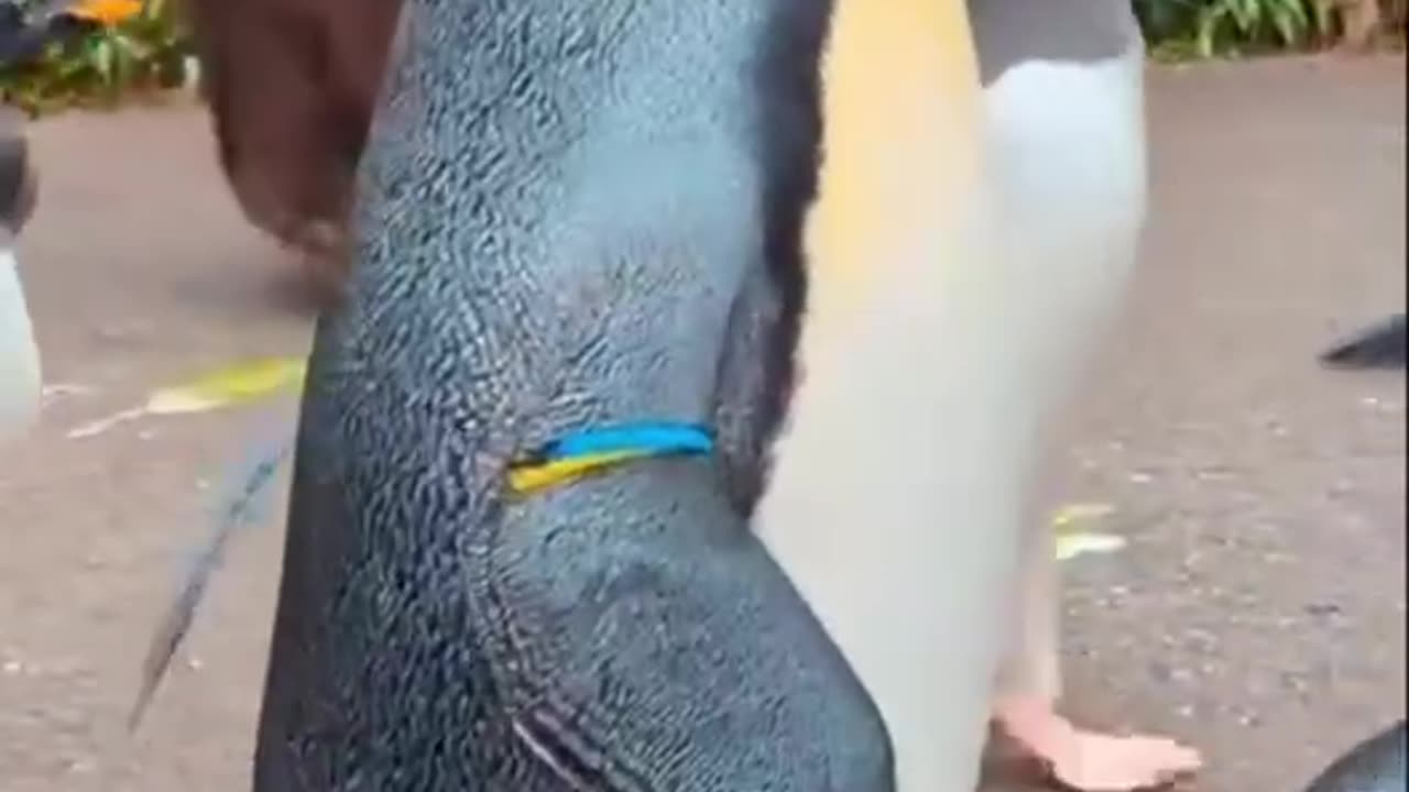 VIP procession in progress 😍😍