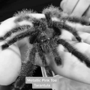 Pink toe tarantula.