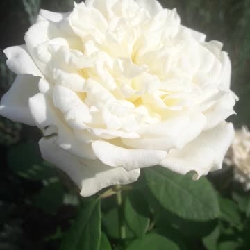 White rose as it is