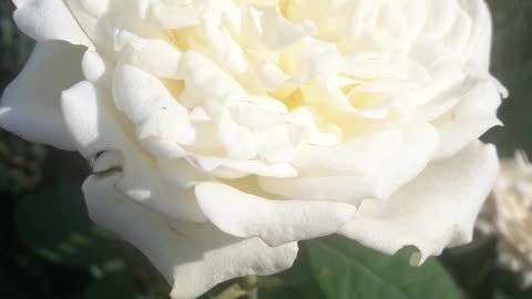 White rose as it is