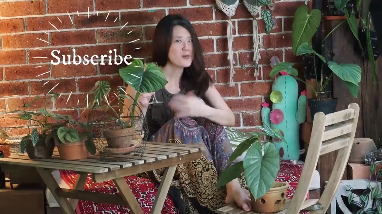 How to create a tropical garden _ 10 TIPS to transform your garden