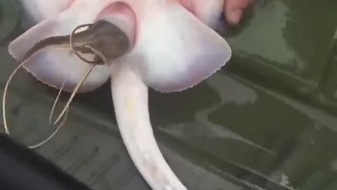 Stingray Giving Birth