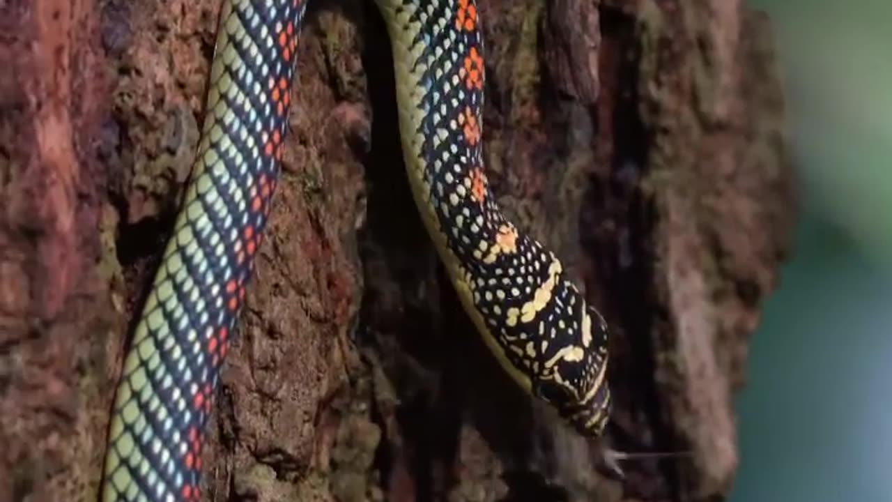Wildlife