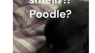 Ranger Loves Daddy Most