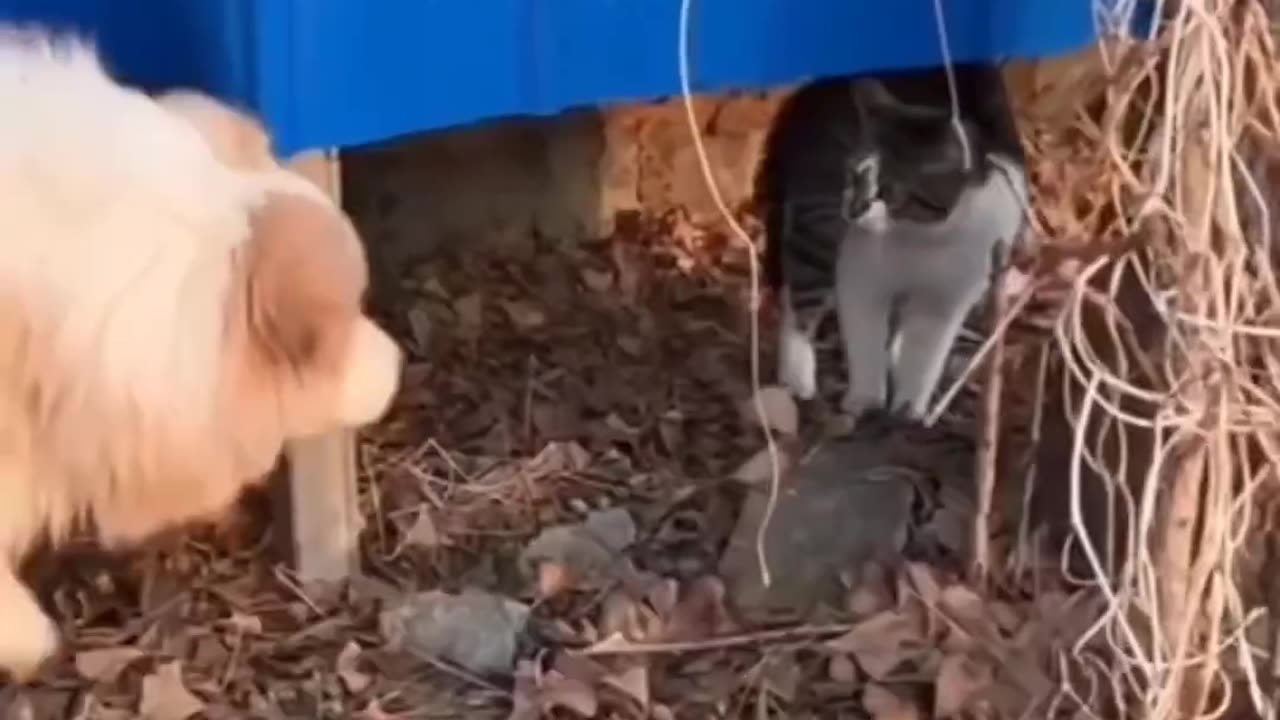 Cat and Dogs funny video