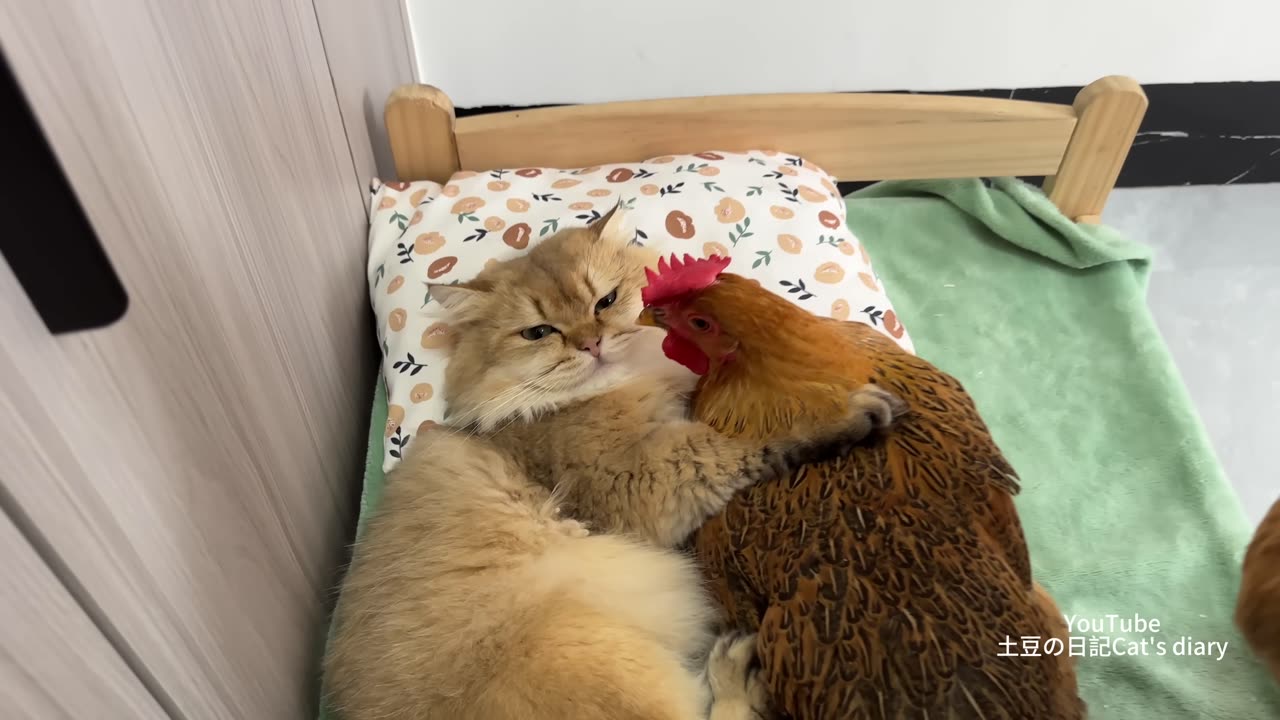 So funny and cute! The rooster doesn't allow the cat to hug the hen to sleep. The rooster is angry