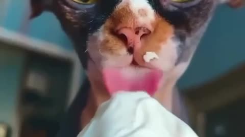 🙏❤️🎉🎉🎉🎊🎊🎊️SWEET AND FUNNY ANIMAL SHOTS 🙏❤️❤️🎉🎉🎉🎊🎊🎊
