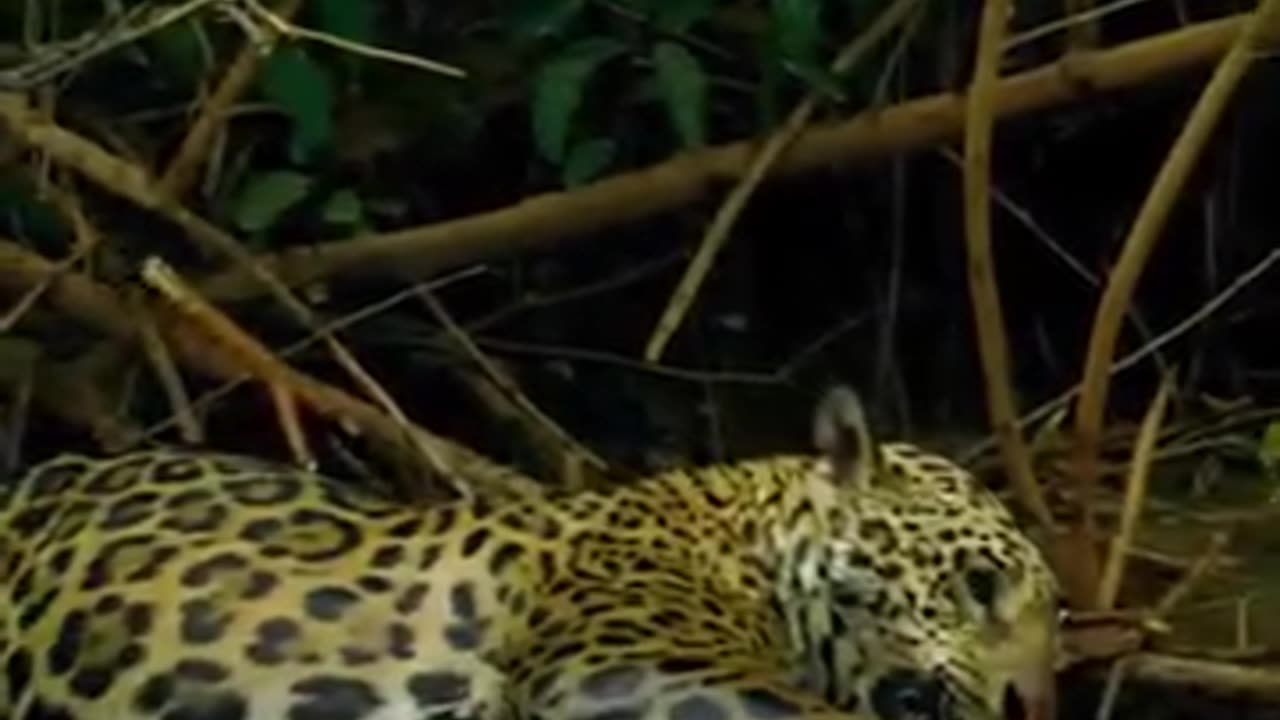 Jaguar 🐆 survival ‼️🧐🚨