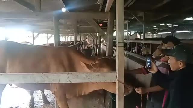 Cow