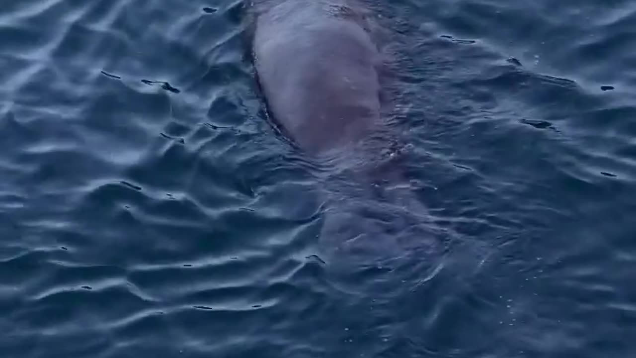 Wildlife