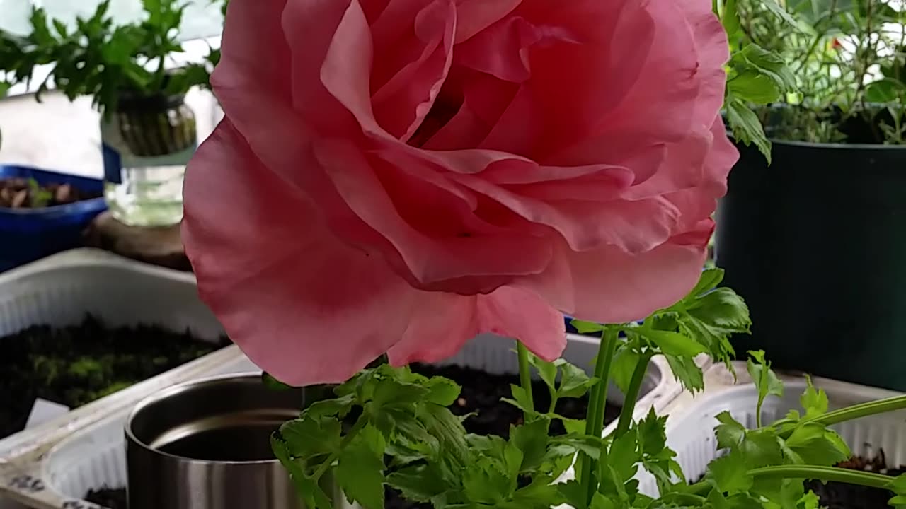 Enormous Gorgeous Rose