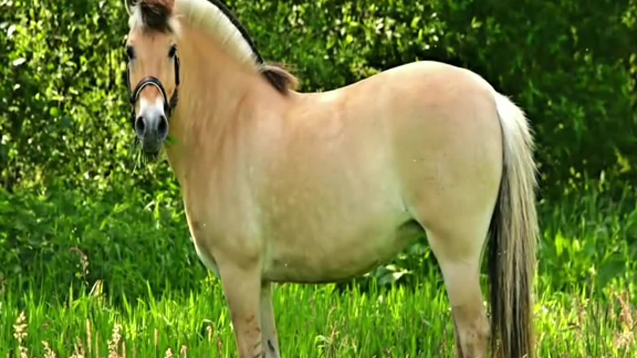 Horse Breeds You Will Not Believe Exist