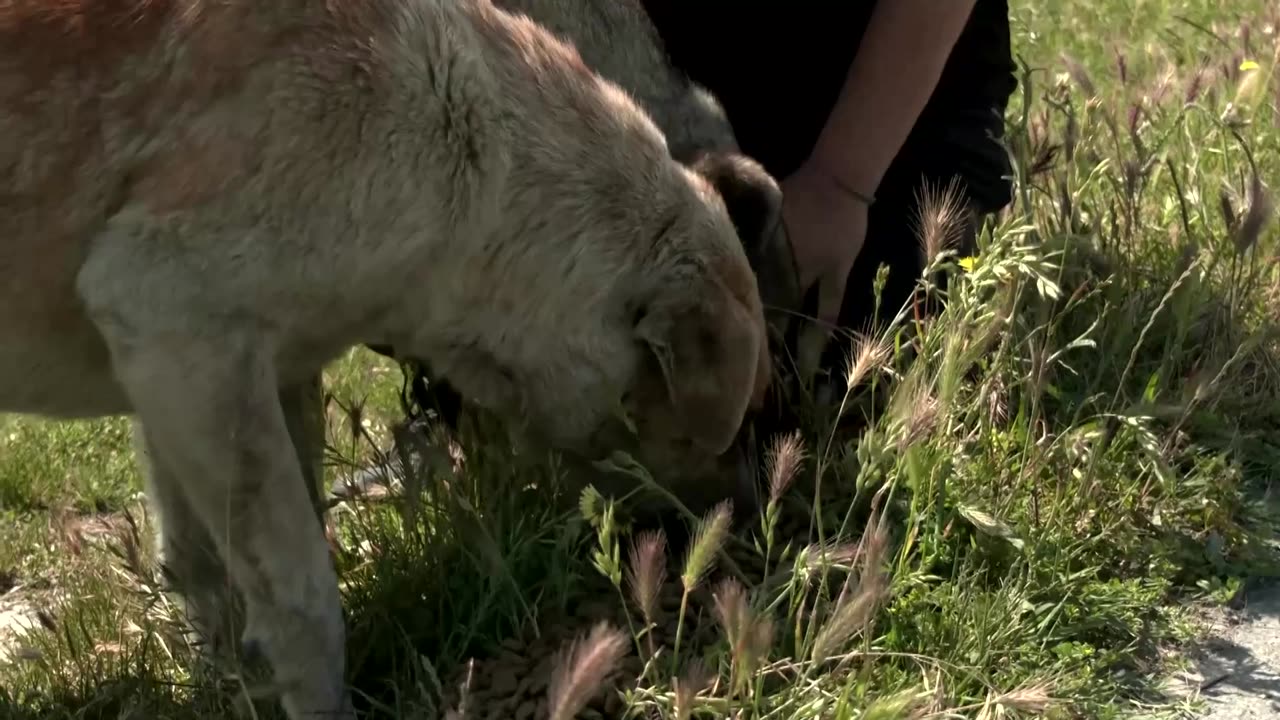 Activists criticize Turkey's plan to euthanize stray dogs