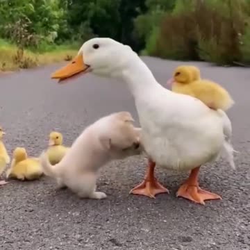 Baby dog enjoying with its friends