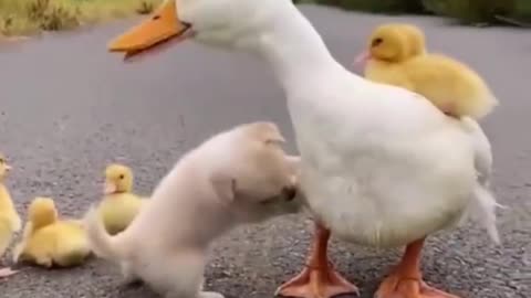 Baby dog enjoying with its friends