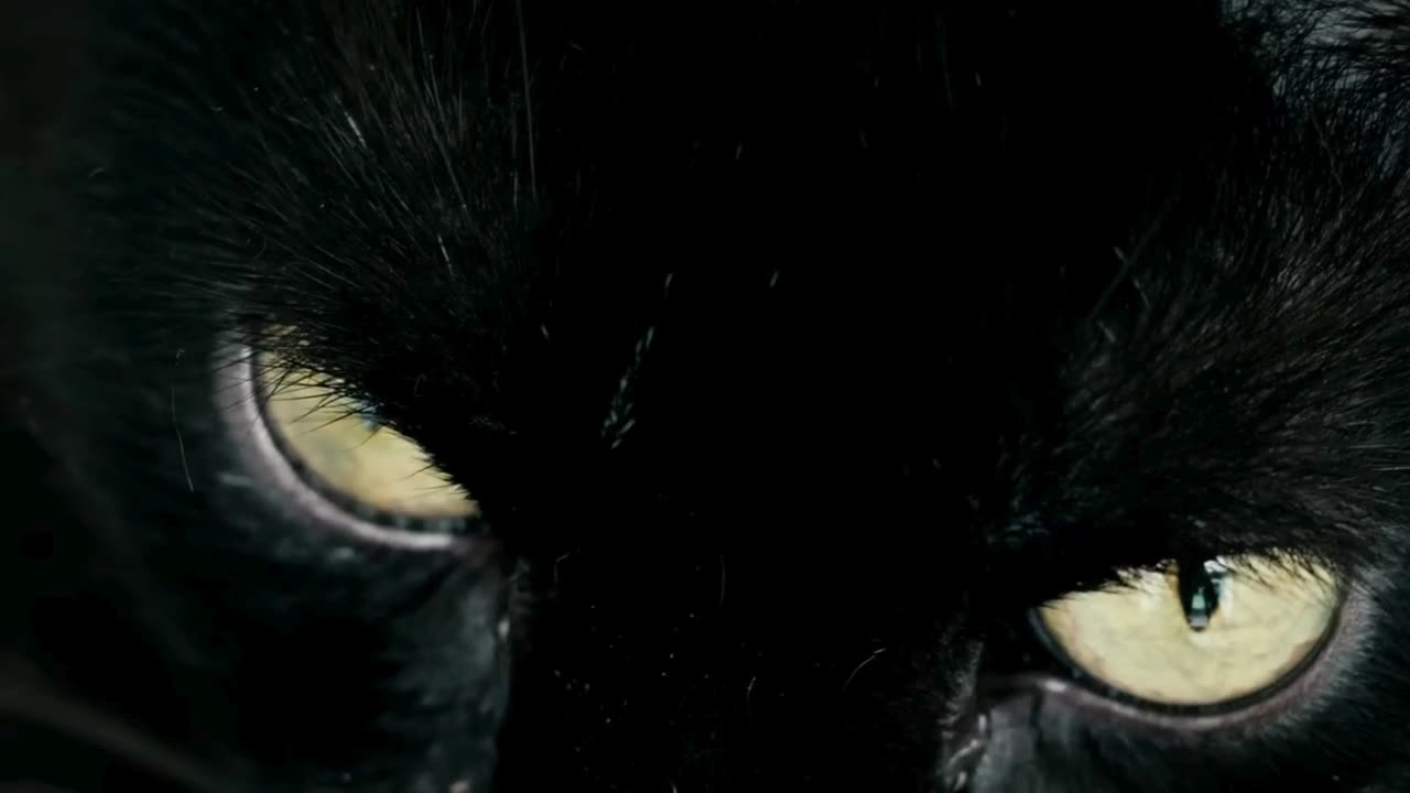 Black cat blinking with yellow eyes ! scary Feeling