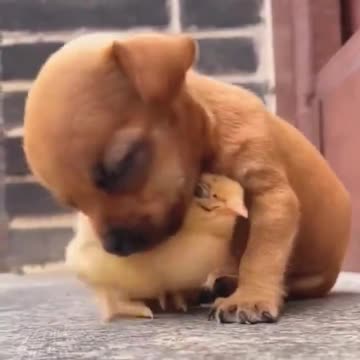 A cute chick supports a puppy who is about to fall asleep