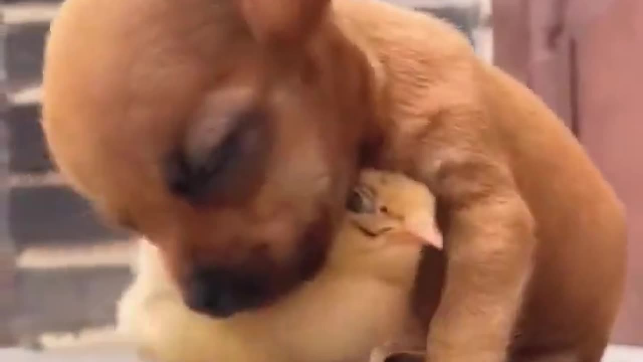 A cute chick supports a puppy who is about to fall asleep