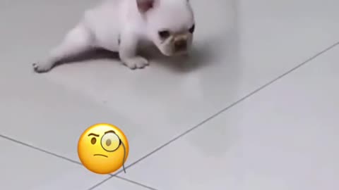 cute animals