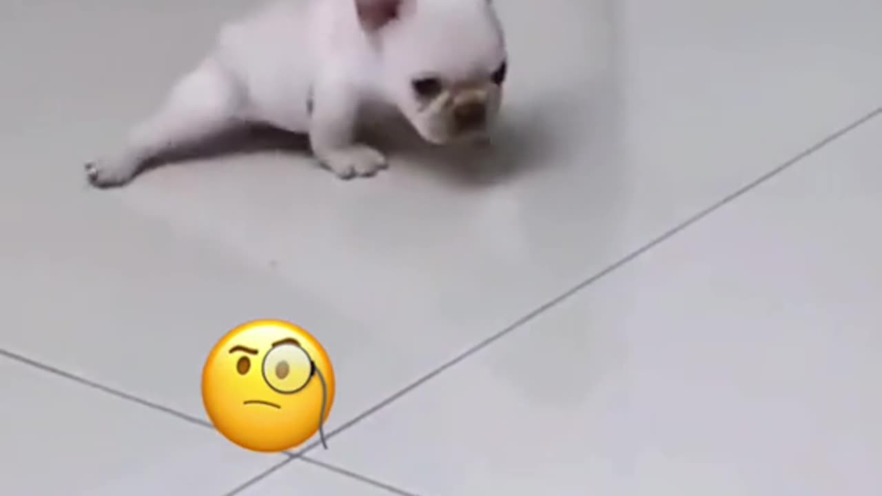 cute animals
