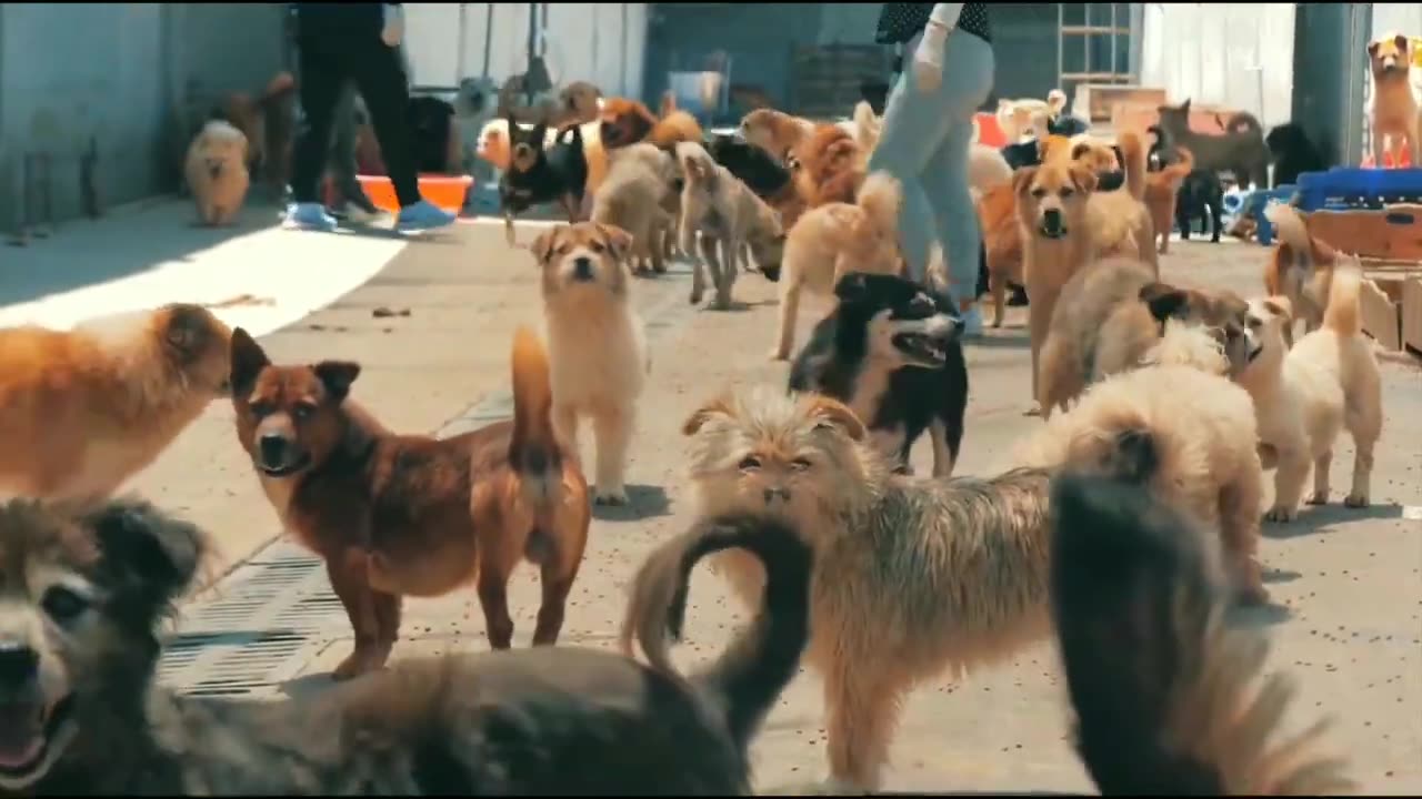 Funny Dogs Video