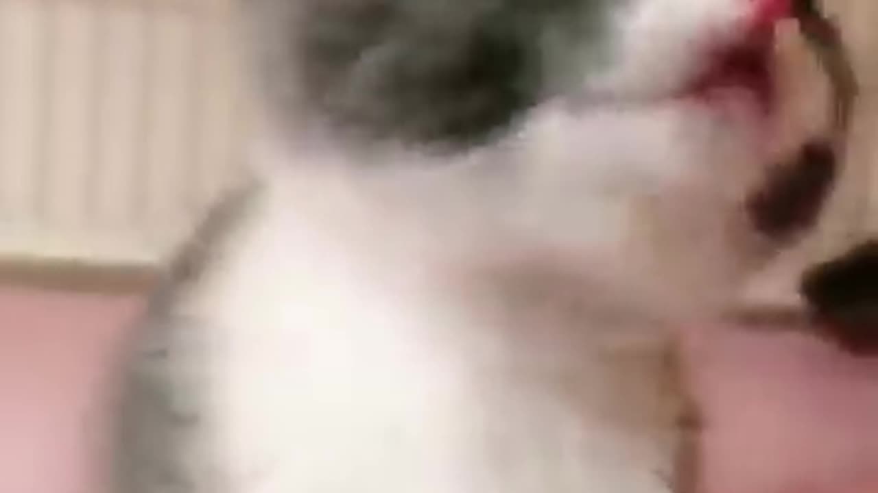 So cute 💕🐈🐕