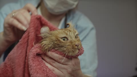 Cat Bath