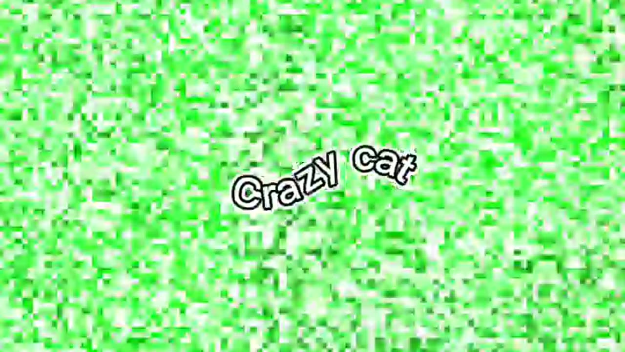 Cat's crazy 🤪