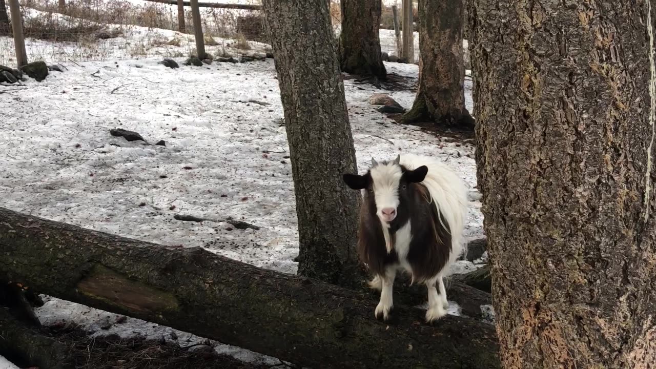 Fainting Goat Is Determined To Succeed