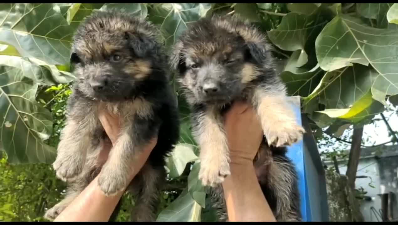 good quality german shepherd puppies for sale in telugu/ 93980 46736 /aj pets