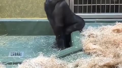 Best Gorilla Dance On Internet Ever| #cutestanimals